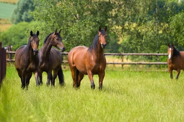 Fotobehang Vier Pferde auf einer eingezäunten Weide schauen den Betrachter an © Sibylle