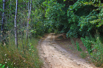 landscape Road in the deciduous forest