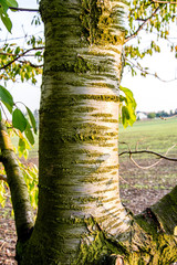 Fototapeta premium Tree trunk.