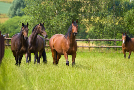 Vier Pferde auf einer eingezäunten Weide schauen den Betrachter an