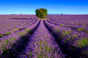 Printed kitchen splashbacks pruning Lavender field at plateau Valensole, Provence, France