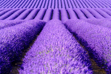 Blooming lavender in a field at Provence