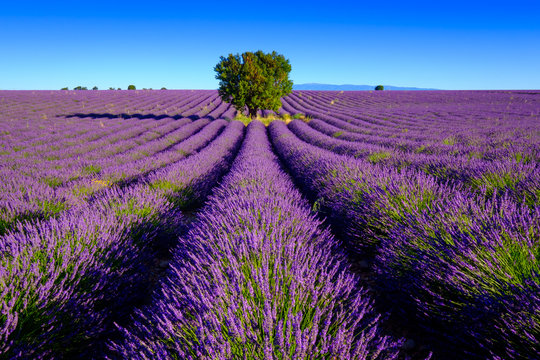 Fototapeta Lawendy pole przy plateau Valensole, Provence, Francja