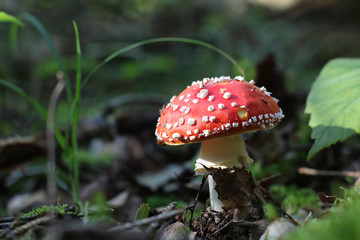 Amanita