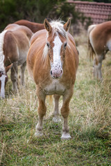 Obraz na płótnie Canvas Portrait of beautiful brown horse