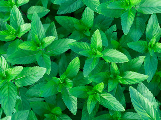 mint leaves background © Maks Peoplenko