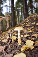 грибное царство