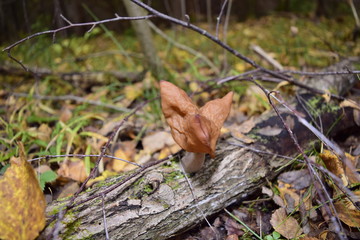 грибное царство