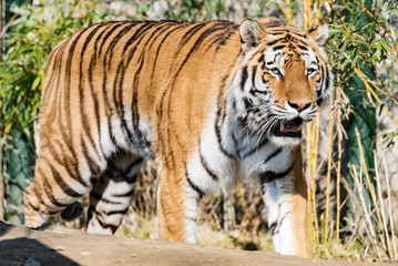 amur tiger from asia at park in germany