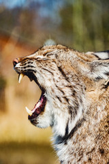 closeup of eurasian lynx at park in germany © Marc Jedamus