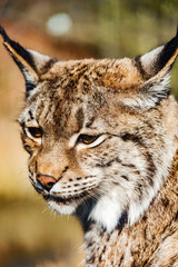 Naklejka na ściany i meble closeup of eurasian lynx at park in germany
