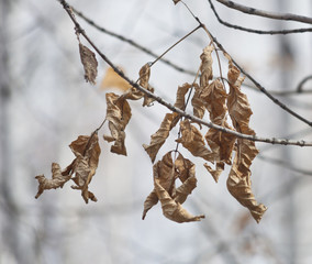 dry leaves