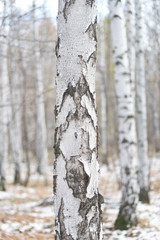 Fototapeta premium winter forest