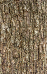  Old Wood Tree Bark Texture Background Pattern