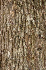  Old Wood Tree Bark Texture Background Pattern