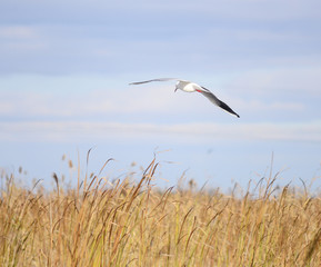 gull in the sky