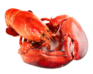 Red lobster isolated on white background