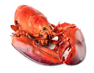 Red lobster isolated on white background