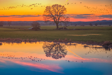 Wildgänse über der Elbtalaue / Sonnenuntergang über der Elbtalaue. Aufgenommen in der Nähe von...