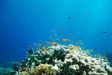 coral colony on a reef