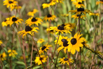 rudbeckia's bloeien in de stadstuin van Doetinchem