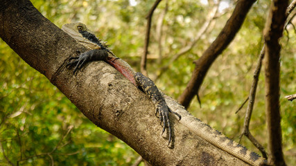 Wasseragam im Lane Cove Nationalpark, Sydney in Australien