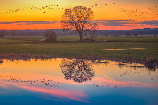 Wildg&auml;nse &uuml;ber der Elbtalaue / Sonnenuntergang &uuml;ber der Elbtalaue. Aufgenommen in der N&auml;he von Pred&ouml;hlsau bei Dannenberg, (Naturpark Elbh&ouml;hen-Wendland, Niedersachsen), am 16.02.2016.