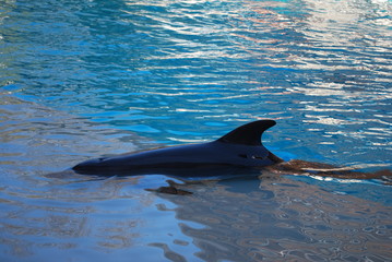 Swimming Dolphin