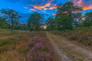Breeser Grund / Sonnenuntergang im Naturschutzgebiet Breeser Grund in der Göhrde (Waldgebiet in Niedersachsen).