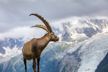 Alpine ibex (Capra ibex) in Mont Blanc, France - obrazy, fototapety, plakaty