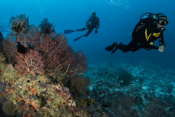 Divers exploring coral reef wall
