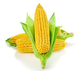 Corn isolated on white