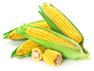 Corn isolated on white