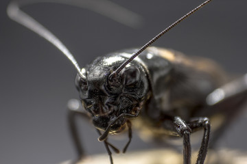 Cricket