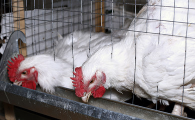 Broiler chickens eating combined feed in the cage