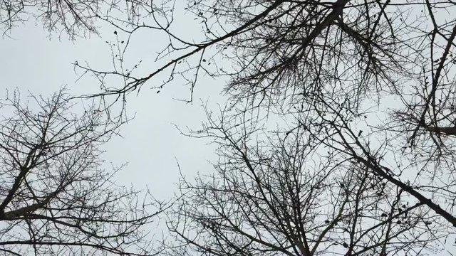 Dry bare autumn trees. Smooth motion under crones of autumn trees without leaves. View from the bottom up