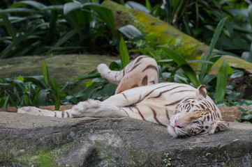 White tiger with blue eyes at the Singapore Zoo basking on a rock next to the green leaves