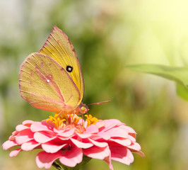 Beautiful Southern Dogface butterfly, Colias cesonia, feeding on a pink Zinnia flower