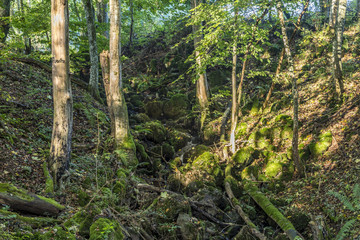 Obraz premium sunrise in the wilderness of a valley in the forest