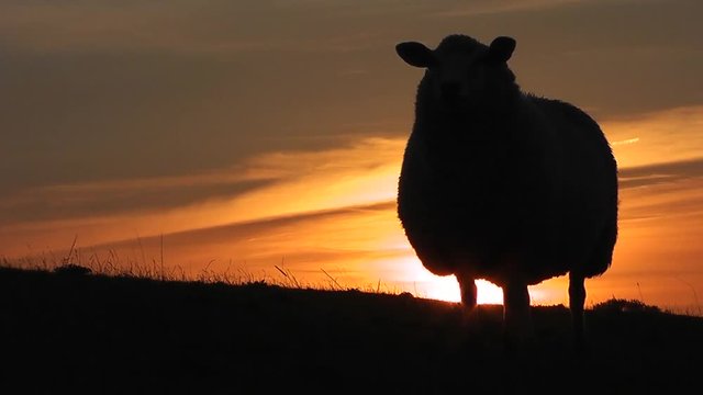 Schafe auf dem Deich bei Sonnenuntergang