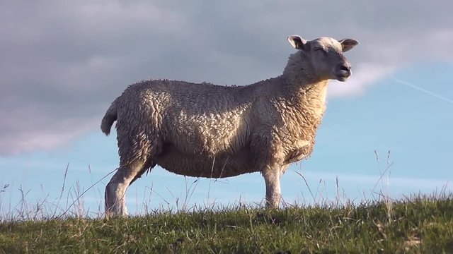 Schaf steht auf dem Deich