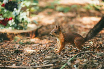 squirrel in the forest via background with flowers