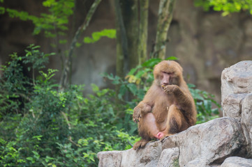 Fluffy baboon sitting on the stone and eating in Singapore zoo