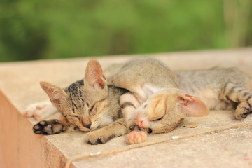 Two cats were sleeping