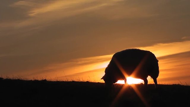 Schafe auf dem Deich bei Sonnenuntergang