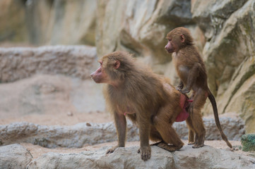 Male and female baboons are on the rock in Singapore zoo