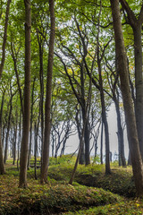 gespensterwald