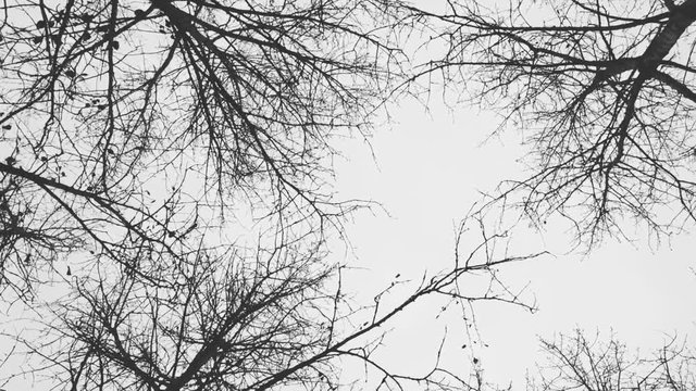 Dry bare autumn trees. Smooth motion under crones of autumn trees without leaves. View from the bottom up