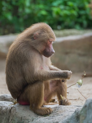 Fluffy baboon sits in thought on the stone in the Singapore zoo