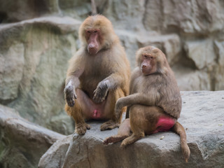 Two baboon sitting on the stone and looking away in Singapore zo